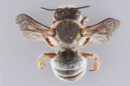 [Plesianthidium female (dorsal/above view) thumbnail]